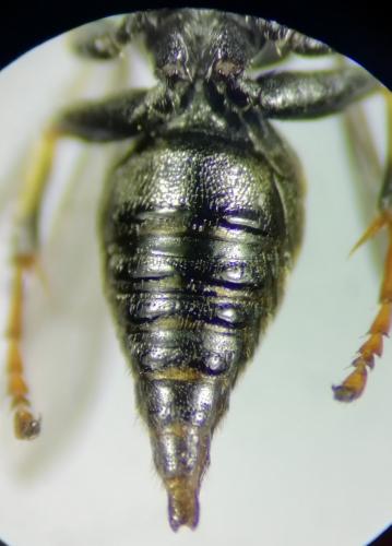 Oxybelus trispinosus